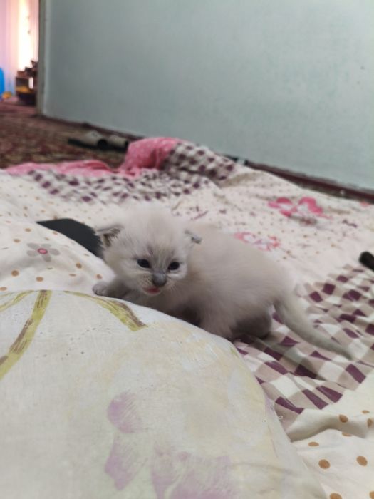 Чисто кровные котята продаются вислоухие