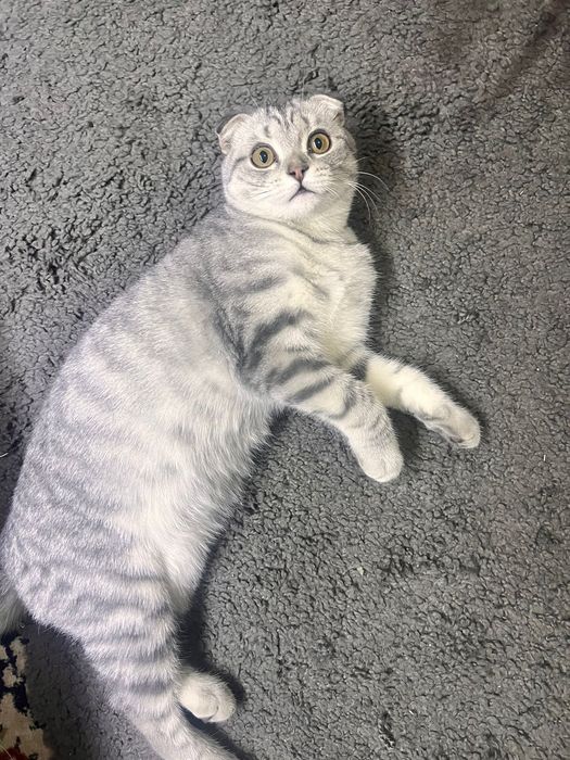 Срочно продам котенка мальчика