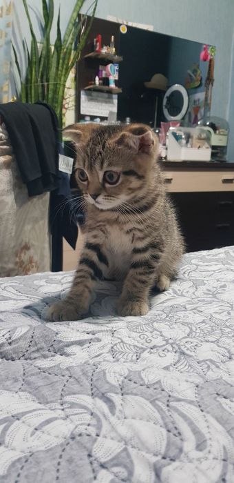 Котенок скотиш фолд