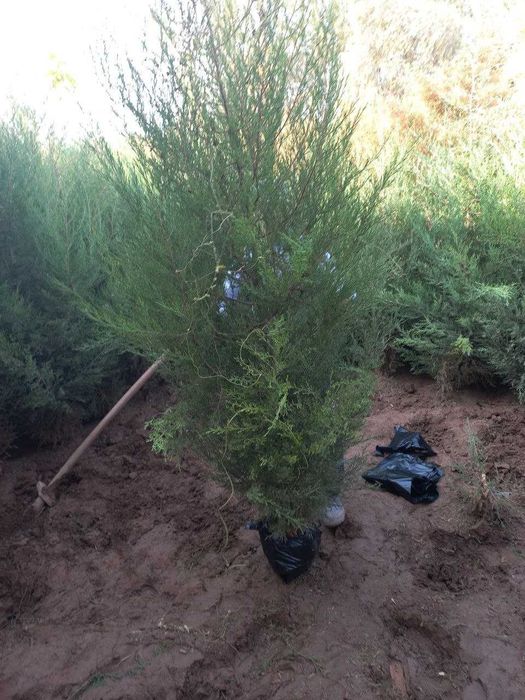 Можжевельник кучатлари сотилади срочно