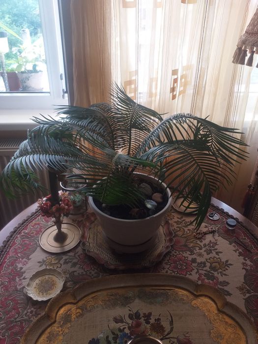 Palmier Cycas ciircinalis sago