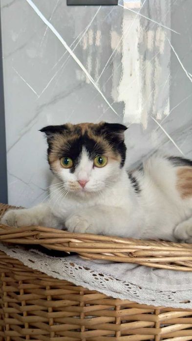 Вислоухая кошка бесплатно