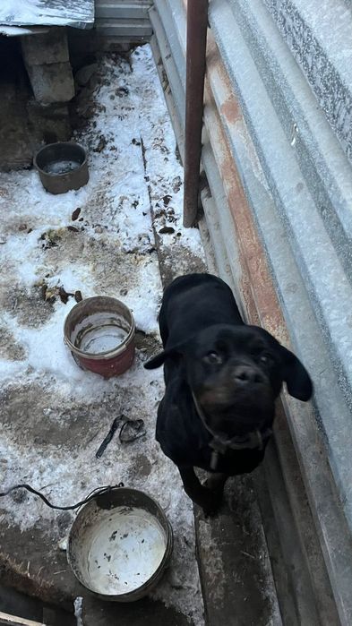 Продам ротвейлер