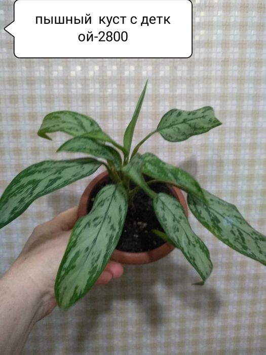 Аглаонема Мария,Монстера