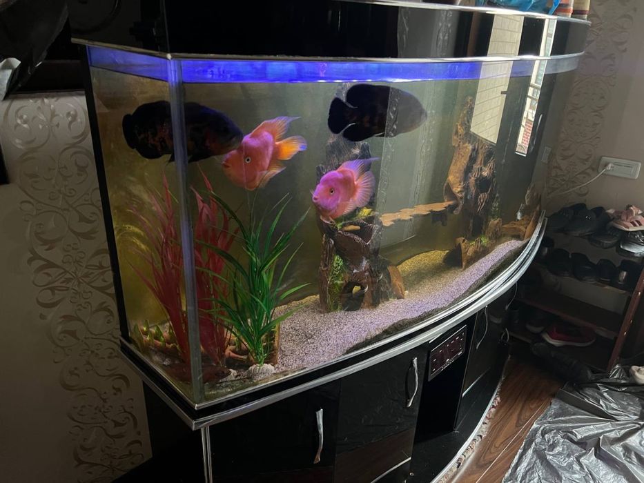 akvaryum 500 litir hamma narsasi bilan sotiladi