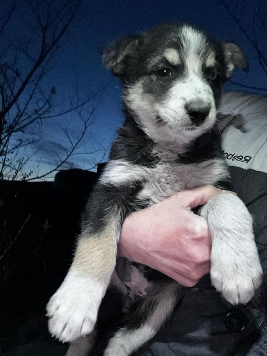 Отдам в хорошие руки