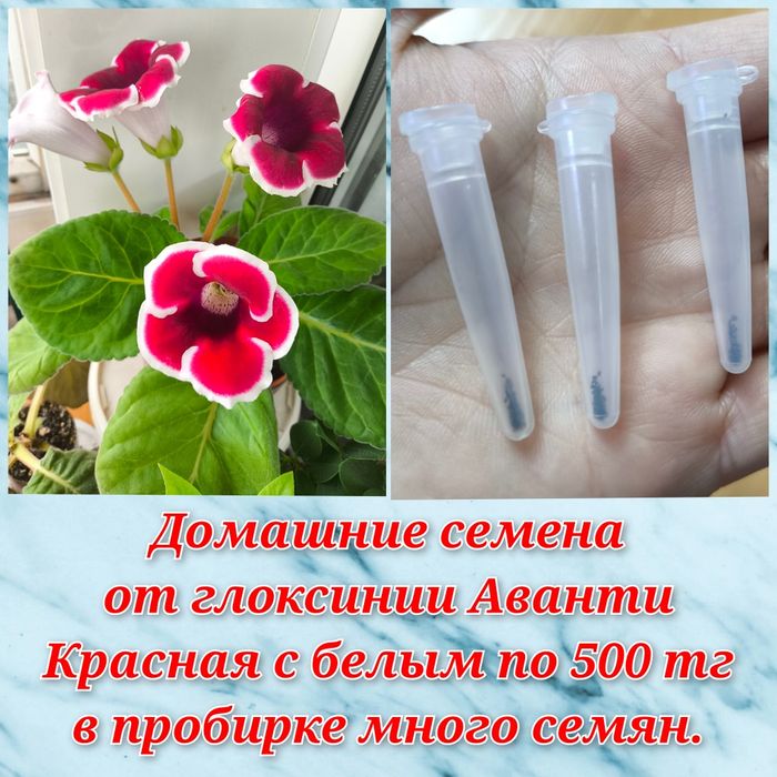 Филодендроны, гименокаллис и др.