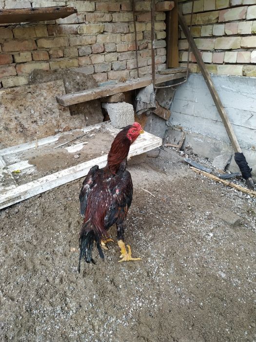 Dakan xoroz zoti turk