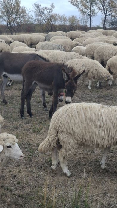 Măgar tânăr baiat
