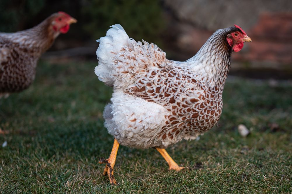 Oua pentru incubat gaini Wyandotte Splash