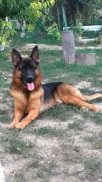 Немски Овчарки Женски