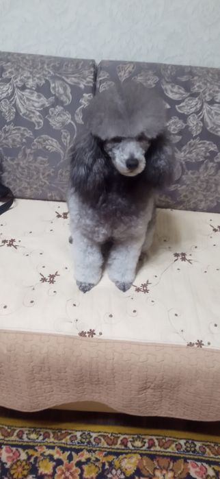 Жених ищет невесту