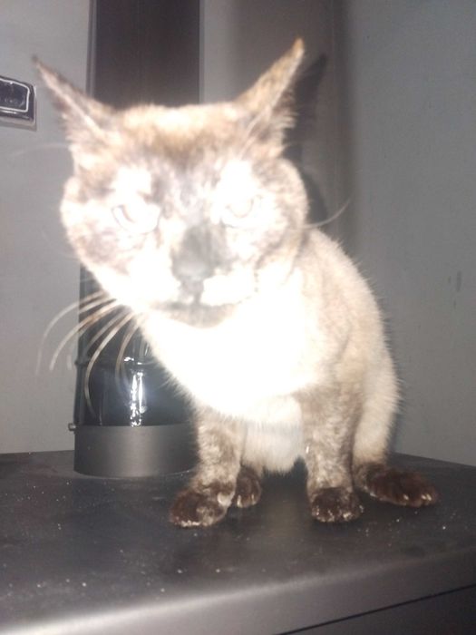 Сиамска котка . Чистокръвна