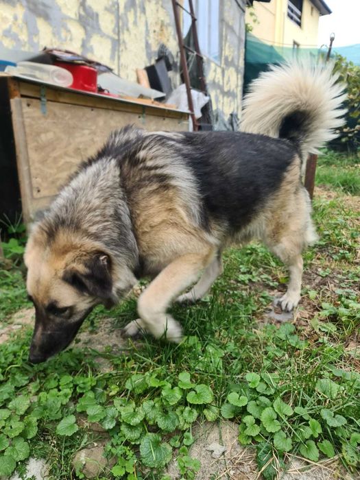 Donez ciobanesc carpatin