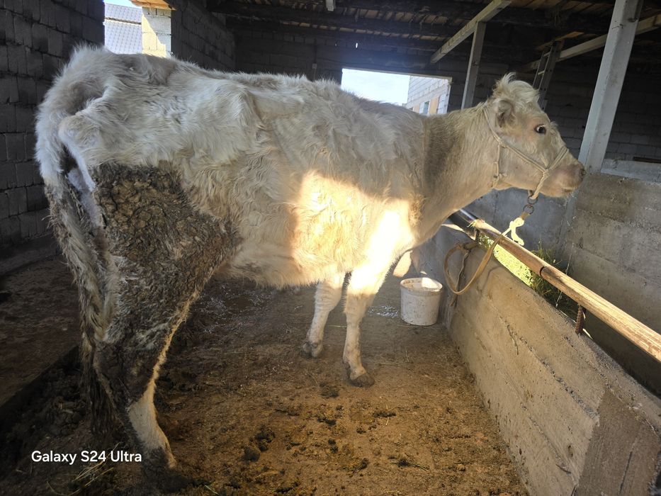 Аулекол сиыр бузауымен