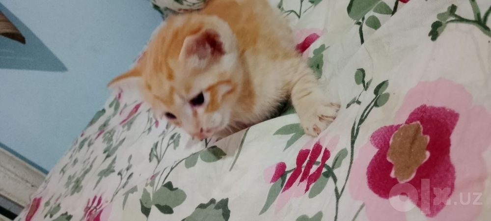 Tekin mushuklar beramiz