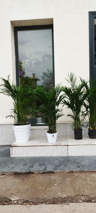 Цветы для офиса и дома