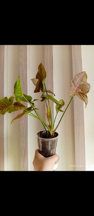 Комнатные растения/ комнатные цветы