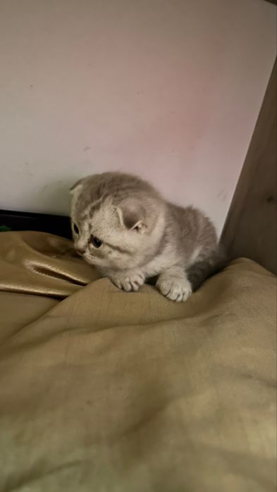 Котята шотландцы 30 марта др