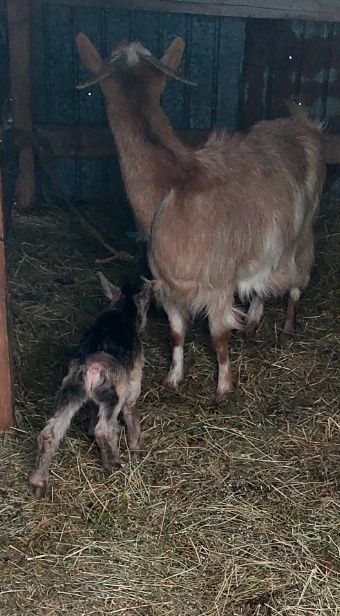 Vănd  capră bună de lapte