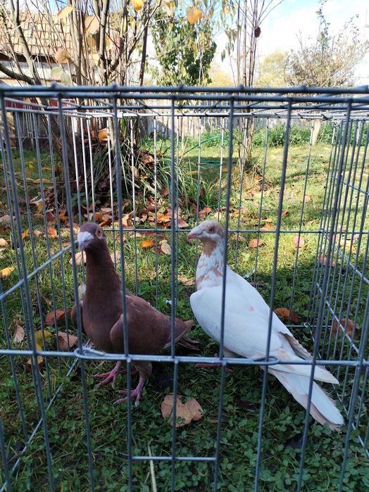 Porumbei voiajori stil vechi de vanzare