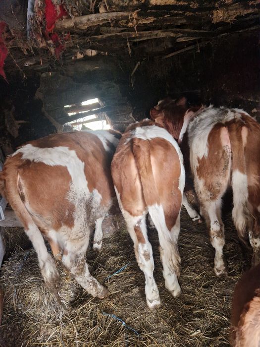 Vand 15 vitei frumosi si grasi