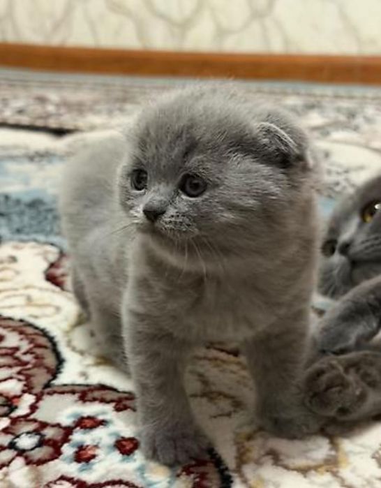Шотландские и Британские