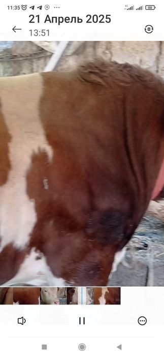 Buqala sotiladi qiziqanla tel