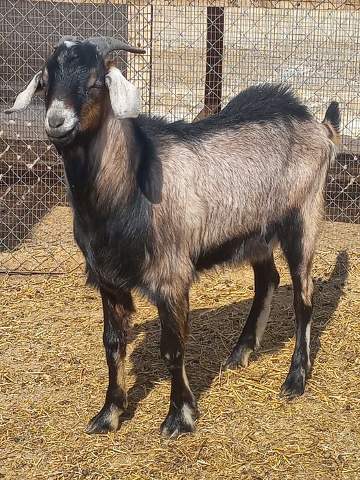 Теке аренда. Козёл аренда