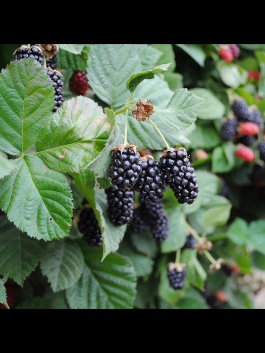 Саженцы еже малины