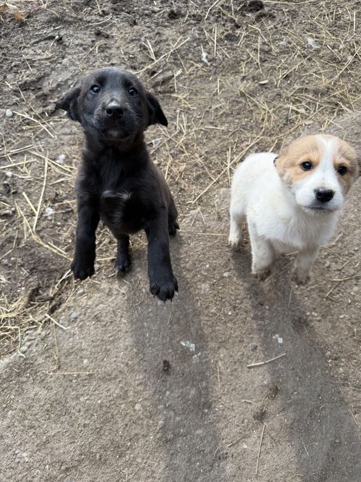 Donez căței, 2 fetite si un baiat