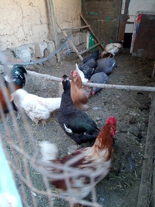 Тауық тауық тауық тауық