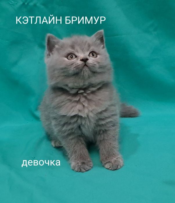 Британские котята. Питомник.