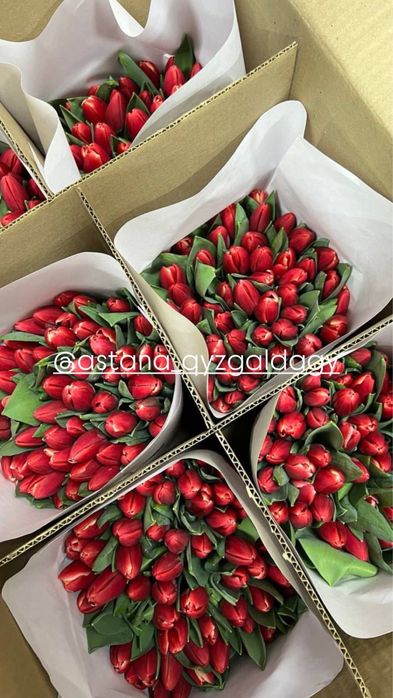 Тюльпаны премиальные