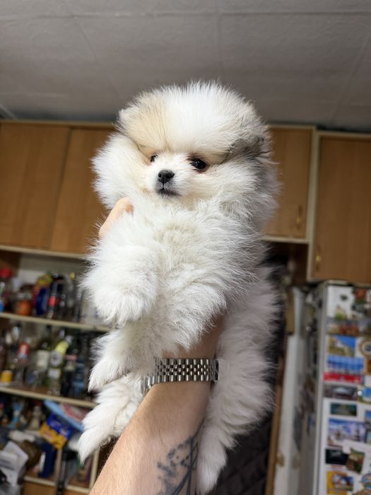 Продам щенков Шпица