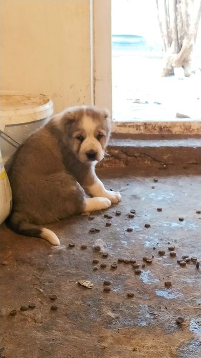 Щенки на продажу