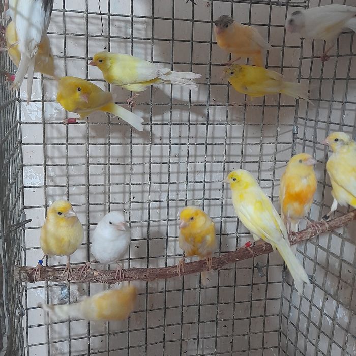 Канарейкалар сотилади.