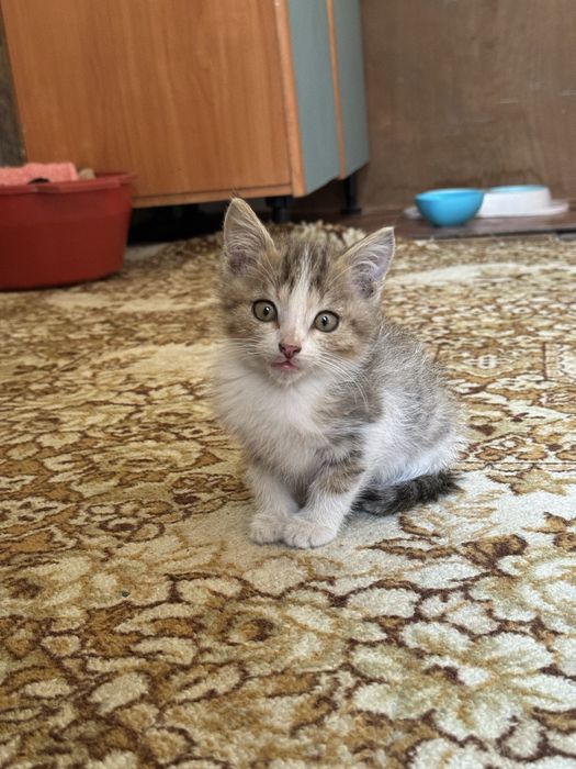 Отдам котят в хорошие руки