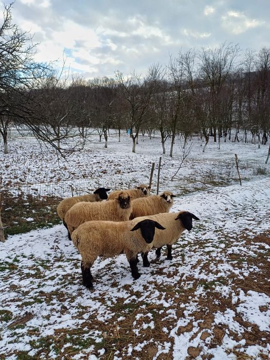 Vand oi Suffolk si țurcane