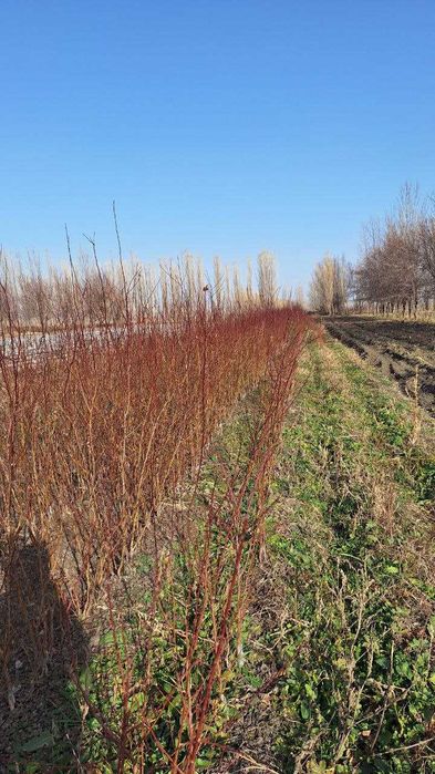 Турли хилдаги мевали дарахтларнинг кучатлари