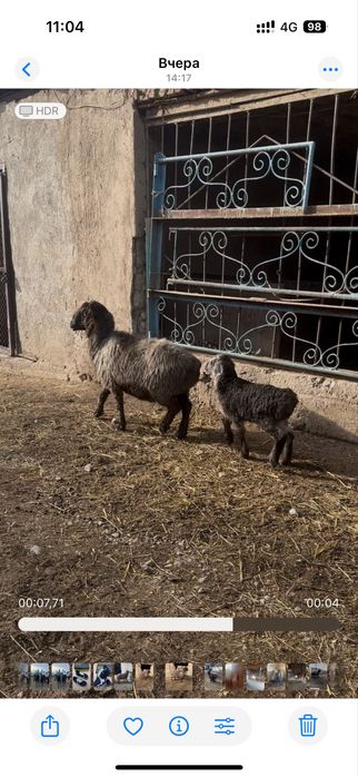 Козылы кой сатылады