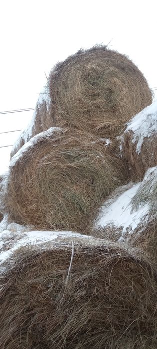 Продам сено, шөп сатамын