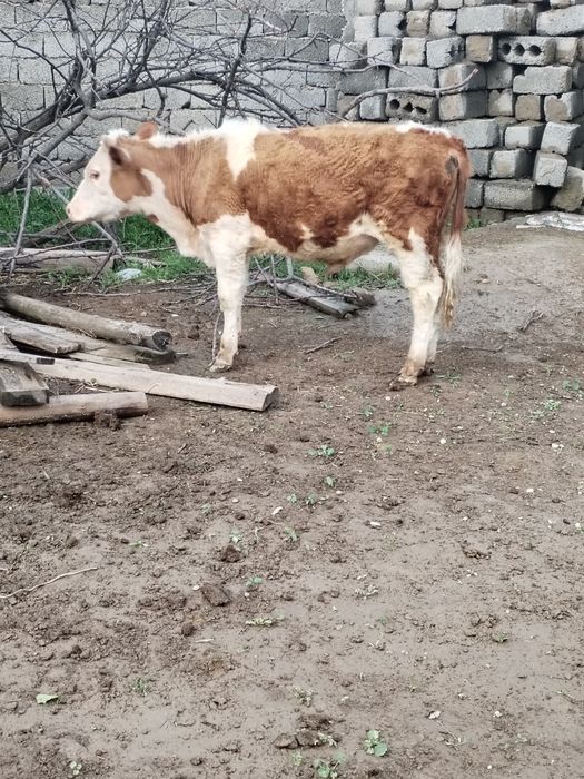 Таза симентал бұқа