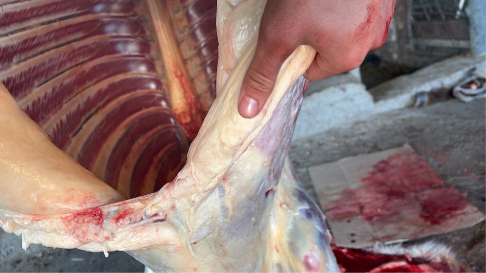 Байталдар сатылады