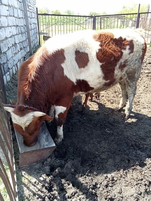 Продам быка год и четыре месяца