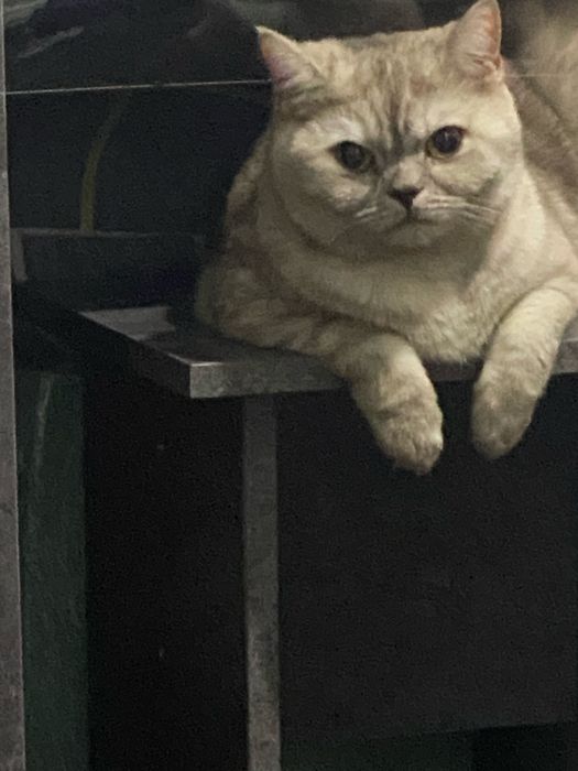 Срочно отдам кошечку в добрые руки