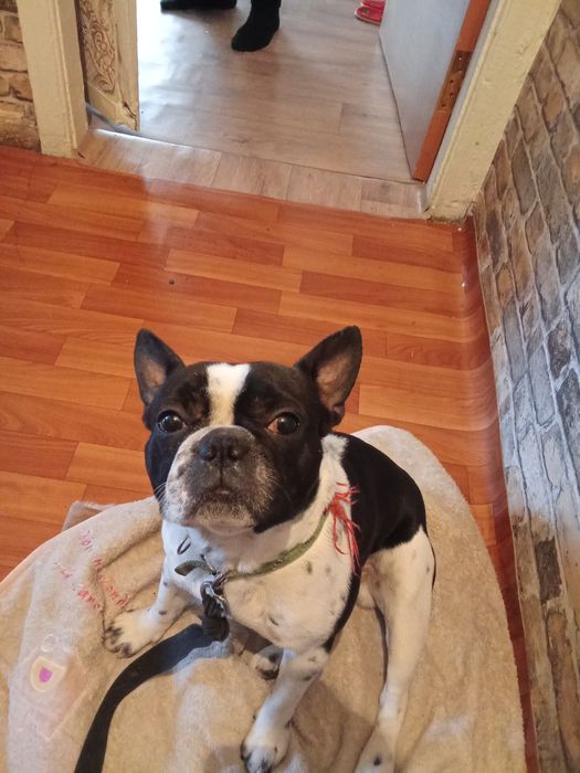 Французский бульдог