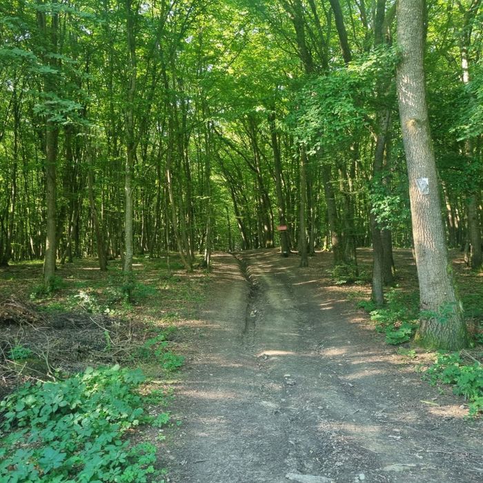 Teren extravilan, padure Zona Corunca Acățari
