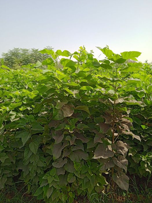 Termizda mevali va manzarali koʻchatlar