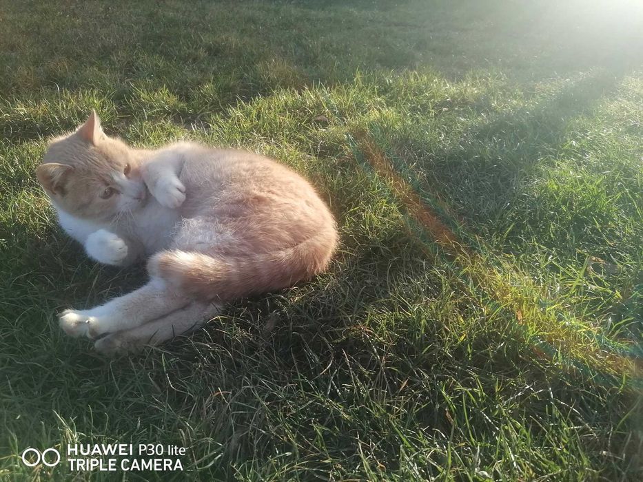 Donez pisica frumoasa și blândă 7 luni